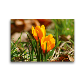 Premium Textil-Leinwand 45 x 30 cm Quer-Format Gelbe Krokusse (Crocus) | Wandbild, HD-Bild auf Keilrahmen, Fertigbild auf hochwertigem Vlies, Leinwanddruck von kattobello