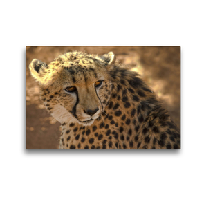 Premium Textil-Leinwand 45 x 30 cm Quer-Format Gepard Namibia | Wandbild, HD-Bild auf Keilrahmen, Fertigbild auf hochwertigem Vlies, Leinwanddruck von Astrid Ziemer