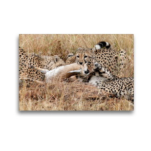 Premium Textil-Leinwand 45 x 30 cm Quer-Format Geparden mit Beute in der Masai Mara | Wandbild, HD-Bild auf Keilrahmen, Fertigbild auf hochwertigem Vlies, Leinwanddruck von Michael Herzog