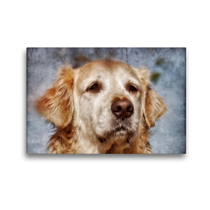 Premium Textil-Leinwand 45 x 30 cm Quer-Format Golden Retriever | Wandbild, HD-Bild auf Keilrahmen, Fertigbild auf hochwertigem Vlies, Leinwanddruck von Kattobello