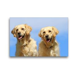 Premium Textil-Leinwand 45 x 30 cm Quer-Format Golden Retriever | Wandbild, HD-Bild auf Keilrahmen, Fertigbild auf hochwertigem Vlies, Leinwanddruck von SchnelleWelten