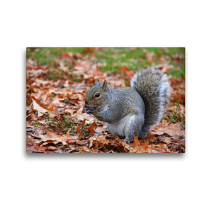 Premium Textil-Leinwand 45 x 30 cm Quer-Format Grauhörnchen im Central Park New York (USA) | Wandbild, HD-Bild auf Keilrahmen, Fertigbild auf hochwertigem Vlies, Leinwanddruck von Jana Thiem-Eberitsch