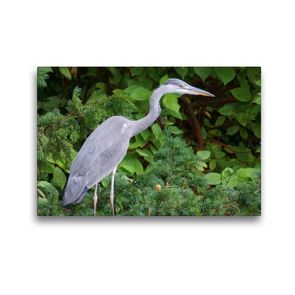 Premium Textil-Leinwand 45 x 30 cm Quer-Format Grey heron (Ardea cinerea) | Wandbild, HD-Bild auf Keilrahmen, Fertigbild auf hochwertigem Vlies, Leinwanddruck von kattobello