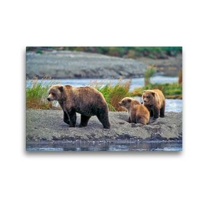 Premium Textil-Leinwand 45 x 30 cm Quer-Format Grizzly Baerin mit zwei Jungen am Fluss. | Wandbild, HD-Bild auf Keilrahmen, Fertigbild auf hochwertigem Vlies, Leinwanddruck von ROLF KOPFLE