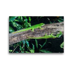 Premium Textil-Leinwand 45 x 30 cm Quer-Format Großer Madagaskar Taggecko / Phelsuma madagascariensis | Wandbild, HD-Bild auf Keilrahmen, Fertigbild auf hochwertigem Vlies, Leinwanddruck von HeschFoto