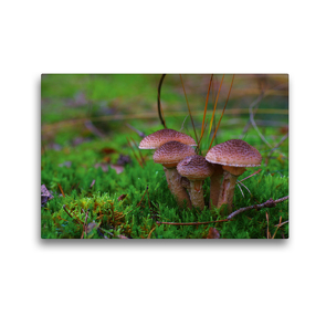 Premium Textil-Leinwand 45 x 30 cm Quer-Format Hallimasch bot. Armillaria mellea | Wandbild, HD-Bild auf Keilrahmen, Fertigbild auf hochwertigem Vlies, Leinwanddruck von Avianaarts Design Fotografie by Tanja Riedel