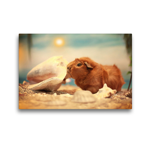 Premium Textil-Leinwand 45 x 30 cm Quer-Format Hanni, Rosetten-Meerschweinchen | Wandbild, HD-Bild auf Keilrahmen, Fertigbild auf hochwertigem Vlies, Leinwanddruck von Anja Foto Grafia Fotografie