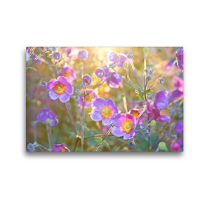 Premium Textil-Leinwand 45 x 30 cm Quer-Format Herbst-Anemonen | Wandbild, HD-Bild auf Keilrahmen, Fertigbild auf hochwertigem Vlies, Leinwanddruck von Elisabeth Schittenhelm