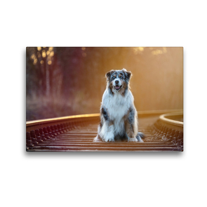 Premium Textil-Leinwand 45 x 30 cm Quer-Format Australian Shepherd im Herbstlicht | Wandbild, HD-Bild auf Keilrahmen, Fertigbild auf hochwertigem Vlies, Leinwanddruck von Annett Mirsberger