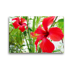 Premium Textil-Leinwand 45 x 30 cm Quer-Format Hibiskus | Wandbild, HD-Bild auf Keilrahmen, Fertigbild auf hochwertigem Vlies, Leinwanddruck von Gisela Kruse