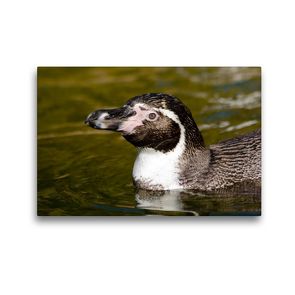 Premium Textil-Leinwand 45 x 30 cm Quer-Format Humboldt-Pinguin – Spheniscus humboldti | Wandbild, HD-Bild auf Keilrahmen, Fertigbild auf hochwertigem Vlies, Leinwanddruck von Dirk Grasse