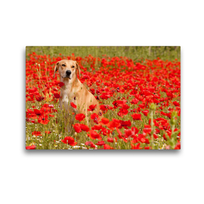 Premium Textil-Leinwand 45 x 30 cm Quer-Format Hund mit rot – Azawakh – Ridgeback | Wandbild, HD-Bild auf Keilrahmen, Fertigbild auf hochwertigem Vlies, Leinwanddruck von Meike Bölts