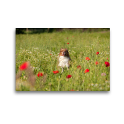 Premium Textil-Leinwand 45 x 30 cm Quer-Format Australian Shepherd läuft durch Mohnfeld | Wandbild, HD-Bild auf Keilrahmen, Fertigbild auf hochwertigem Vlies, Leinwanddruck von Annett Mirsberger www.tierpfoto.de