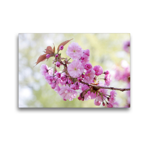 Premium Textil-Leinwand 45 x 30 cm Quer-Format Japanische Zierkirsche, Prunus ‚Accolade‘ | Wandbild, HD-Bild auf Keilrahmen, Fertigbild auf hochwertigem Vlies, Leinwanddruck von Gisela Kruse