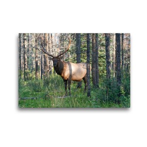 Premium Textil-Leinwand 45 x 30 cm Quer-Format Kapitaler Wapiti Hirsch in den Wäldern der Rocky Mountains in Kanada | Wandbild, HD-Bild auf Keilrahmen, Fertigbild auf hochwertigem Vlies, Leinwanddruck von alfotokunst