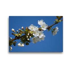 Premium Textil-Leinwand 45 x 30 cm Quer-Format Kirschblüte | Wandbild, HD-Bild auf Keilrahmen, Fertigbild auf hochwertigem Vlies, Leinwanddruck von kattobello