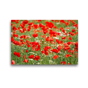 Premium Textil-Leinwand 45 x 30 cm Quer-Format Klatschmohn-Feld | Wandbild, HD-Bild auf Keilrahmen, Fertigbild auf hochwertigem Vlies, Leinwanddruck von Elisabeth Schittenhelm