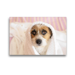 Premium Textil-Leinwand 45 x 30 cm Quer-Format Kleine Hundeauszeiten auf Terrierart! | Wandbild, HD-Bild auf Keilrahmen, Fertigbild auf hochwertigem Vlies, Leinwanddruck von Sonja Rachbauer