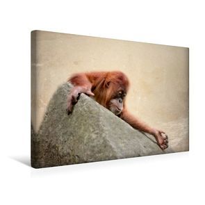 Premium Textil-Leinwand 45 x 30 cm Quer-Format Kleiner Orang Utan | Wandbild, HD-Bild auf Keilrahmen, Fertigbild auf hochwertigem Vlies, Leinwanddruck von Heike Hultsch von Hultsch,  Heike