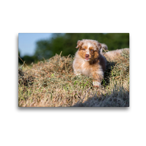 Premium Textil-Leinwand 45 x 30 cm Quer-Format Australian Shepherd Welpe spielt im Heu | Wandbild, HD-Bild auf Keilrahmen, Fertigbild auf hochwertigem Vlies, Leinwanddruck von Annett Mirsberger www.tierpfoto.de