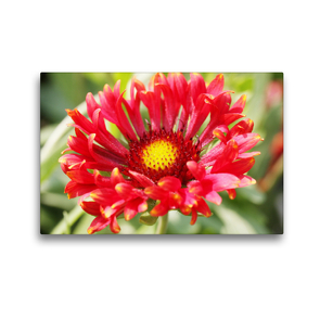 Premium Textil-Leinwand 45 x 30 cm Quer-Format Kokardenblume oder Gaillardia | Wandbild, HD-Bild auf Keilrahmen, Fertigbild auf hochwertigem Vlies, Leinwanddruck von Gisela Kruse