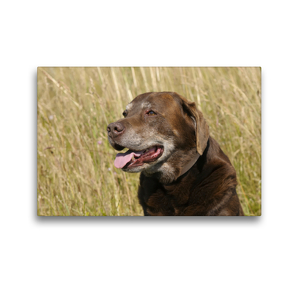 Premium Textil-Leinwand 45 x 30 cm Quer-Format Labrador Retriever Ben, 12 Jahre | Wandbild, HD-Bild auf Keilrahmen, Fertigbild auf hochwertigem Vlies, Leinwanddruck von Peter Faber