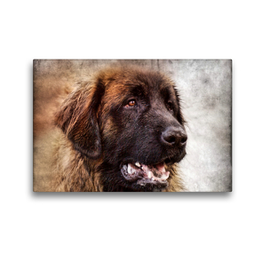 Premium Textil-Leinwand 45 x 30 cm Quer-Format Leonberger | Wandbild, HD-Bild auf Keilrahmen, Fertigbild auf hochwertigem Vlies, Leinwanddruck von Kattobello