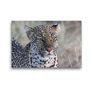 Premium Textil-Leinwand 45 x 30 cm Quer-Format Leoparden – Augen-Blick | Wandbild, HD-Bild auf Keilrahmen, Fertigbild auf hochwertigem Vlies, Leinwanddruck von Michael Herzog