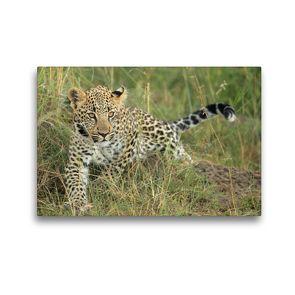 Premium Textil-Leinwand 45 x 30 cm Quer-Format Leoparden – Kleiner unterwegs | Wandbild, HD-Bild auf Keilrahmen, Fertigbild auf hochwertigem Vlies, Leinwanddruck von Michael Herzog