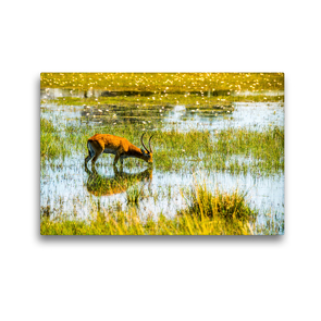 Premium Textil-Leinwand 45 x 30 cm Quer-Format Letschwe Antilope (Bwabwata NP, Namibia) | Wandbild, HD-Bild auf Keilrahmen, Fertigbild auf hochwertigem Vlies, Leinwanddruck von Bruno Pohl