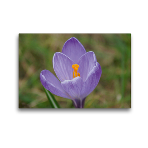 Premium Textil-Leinwand 45 x 30 cm Quer-Format Lila Krokus (Crocus) | Wandbild, HD-Bild auf Keilrahmen, Fertigbild auf hochwertigem Vlies, Leinwanddruck von kattobello