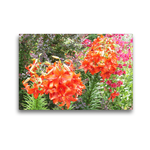 Premium Textil-Leinwand 45 x 30 cm Quer-Format Lilien in leuchtendem Rot mit pinken Inkalilien | Wandbild, HD-Bild auf Keilrahmen, Fertigbild auf hochwertigem Vlies, Leinwanddruck von Gisela Kruse