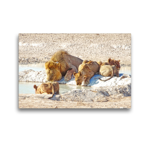 Premium Textil-Leinwand 45 x 30 cm Quer-Format Löwenfamilie an der Wasserstelle | Wandbild, HD-Bild auf Keilrahmen, Fertigbild auf hochwertigem Vlies, Leinwanddruck von Linde Kärcher