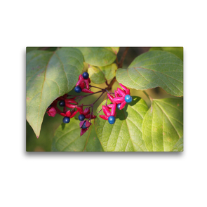 Premium Textil-Leinwand 45 x 30 cm Quer-Format Losbaum, Clerodendron trichotomum | Wandbild, HD-Bild auf Keilrahmen, Fertigbild auf hochwertigem Vlies, Leinwanddruck von Gisela Kruse