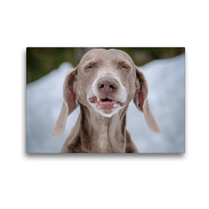 Premium Textil-Leinwand 45 x 30 cm Quer-Format Lustiger Weimaraner | Wandbild, HD-Bild auf Keilrahmen, Fertigbild auf hochwertigem Vlies, Leinwanddruck von wuffclick-pic