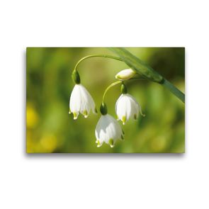 Premium Textil-Leinwand 45 x 30 cm Quer-Format Märzenbecher (Leucojum vernum) | Wandbild, HD-Bild auf Keilrahmen, Fertigbild auf hochwertigem Vlies, Leinwanddruck von kattobello