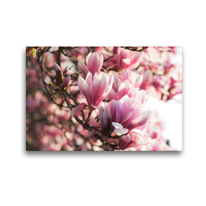 Premium Textil-Leinwand 45 x 30 cm Quer-Format Magnolien Blüten | Wandbild, HD-Bild auf Keilrahmen, Fertigbild auf hochwertigem Vlies, Leinwanddruck von Tanja Riedel