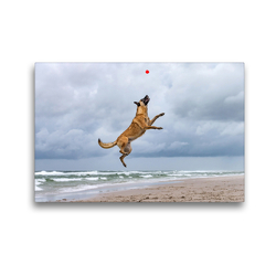 Premium Textil-Leinwand 45 x 30 cm Quer-Format Malinois am Strand beim Ballspiel | Wandbild, HD-Bild auf Keilrahmen, Fertigbild auf hochwertigem Vlies, Leinwanddruck von Annett Mirsberger