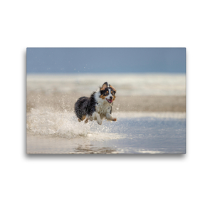 Premium Textil-Leinwand 45 x 30 cm Quer-Format Australian Shepherd tobt im Wasser | Wandbild, HD-Bild auf Keilrahmen, Fertigbild auf hochwertigem Vlies, Leinwanddruck von Annett Mirsberger tierpfoto