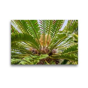 Premium Textil-Leinwand 45 x 30 cm Quer-Format Modjadji Palme, Encephalartos transvenosus | Wandbild, HD-Bild auf Keilrahmen, Fertigbild auf hochwertigem Vlies, Leinwanddruck von Hanna Wagner