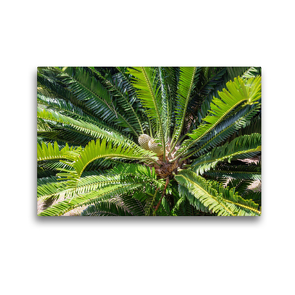 Premium Textil-Leinwand 45 x 30 cm Quer-Format Modjadji Palme, Encephalartos transvenosus | Wandbild, HD-Bild auf Keilrahmen, Fertigbild auf hochwertigem Vlies, Leinwanddruck von Hanna Wagner