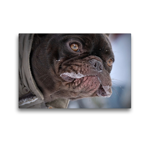 Premium Textil-Leinwand 45 x 30 cm Quer-Format Neugierige Französische Bulldogge | Wandbild, HD-Bild auf Keilrahmen, Fertigbild auf hochwertigem Vlies, Leinwanddruck von wuffclick-pic