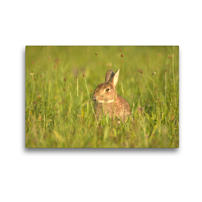 Premium Textil-Leinwand 45 x 30 cm Quer-Format Neugieriges Wildkaninchen | Wandbild, HD-Bild auf Keilrahmen, Fertigbild auf hochwertigem Vlies, Leinwanddruck von Kevin Andreas Lederle