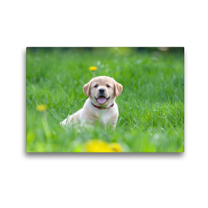 Premium Textil-Leinwand 45 x 30 cm Quer-Format Niedlicher Labrador-Welpe im hohen Gras | Wandbild, HD-Bild auf Keilrahmen, Fertigbild auf hochwertigem Vlies, Leinwanddruck von Annett Mirsberger