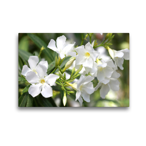 Premium Textil-Leinwand 45 x 30 cm Quer-Format Oleander | Wandbild, HD-Bild auf Keilrahmen, Fertigbild auf hochwertigem Vlies, Leinwanddruck von Gisela Kruse