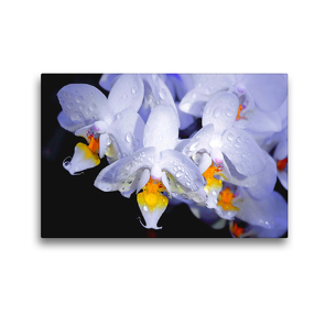 Premium Textil-Leinwand 45 x 30 cm Quer-Format Orchidee | Wandbild, HD-Bild auf Keilrahmen, Fertigbild auf hochwertigem Vlies, Leinwanddruck von Michis Fotogalerie