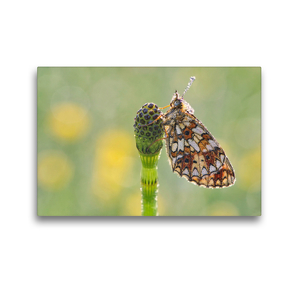 Premium Textil-Leinwand 45 x 30 cm Quer-Format Perlmuttfalter am Schachtelhalm … | Wandbild, HD-Bild auf Keilrahmen, Fertigbild auf hochwertigem Vlies, Leinwanddruck von Karin Berger (Kabefa)