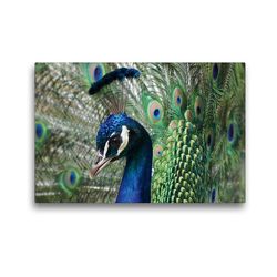 Premium Textil-Leinwand 45 x 30 cm Quer-Format Pfauen Profil | Wandbild, HD-Bild auf Keilrahmen, Fertigbild auf hochwertigem Vlies, Leinwanddruck von kattobello