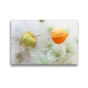 Premium Textil-Leinwand 45 x 30 cm Quer-Format Physalis auf Samen der Tangutica-Clematis | Wandbild, HD-Bild auf Keilrahmen, Fertigbild auf hochwertigem Vlies, Leinwanddruck von Gisela Kruse