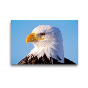 Premium Textil-Leinwand 45 x 30 cm Quer-Format Portraet eines Weisskopfseeadler. | Wandbild, HD-Bild auf Keilrahmen, Fertigbild auf hochwertigem Vlies, Leinwanddruck von ROLF KOPFLE